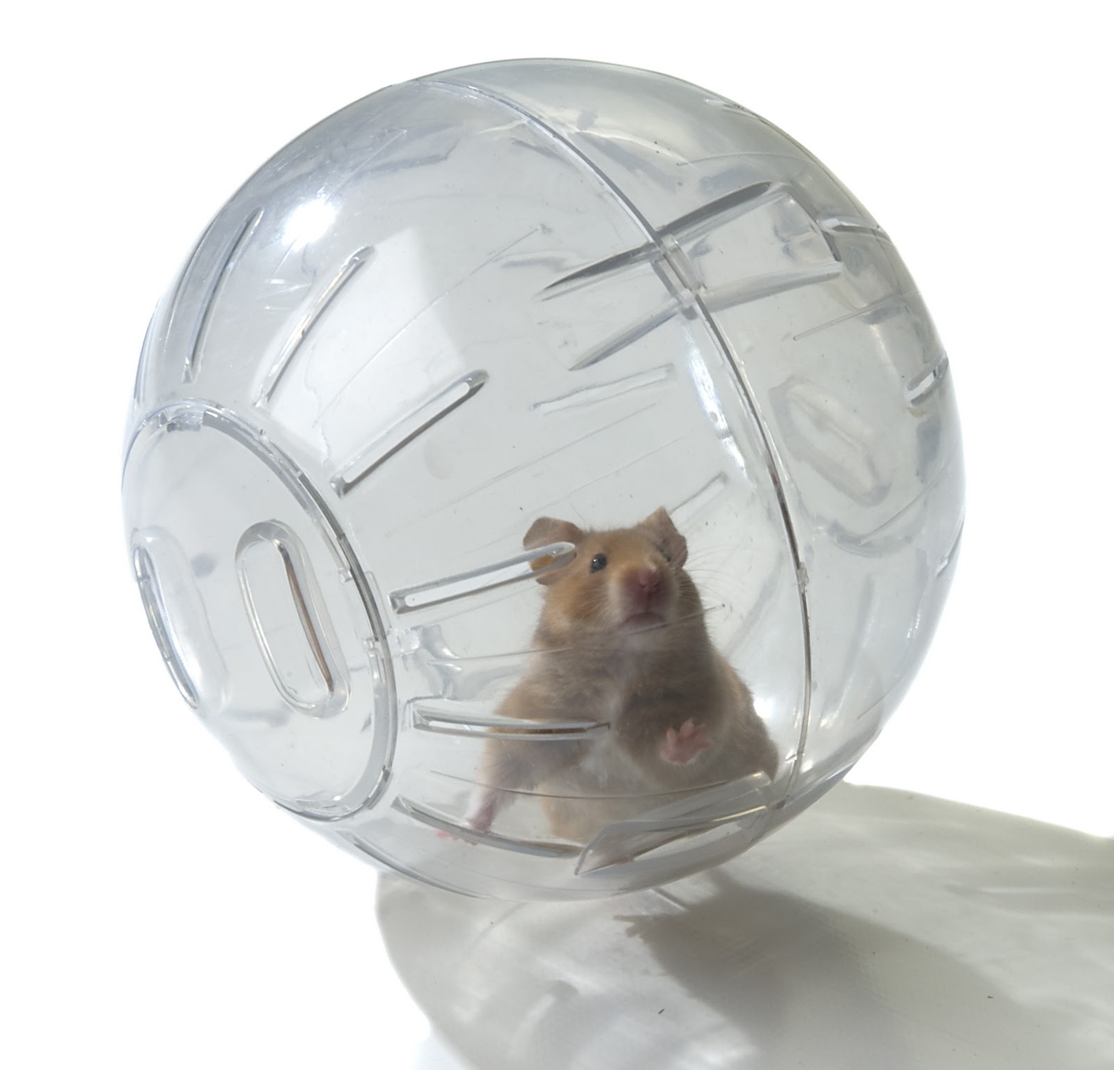 bearded-dragon-hamster-ball-1