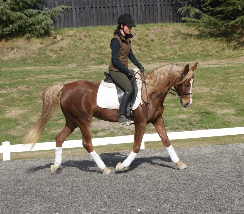 Adventures in Arabian horse training