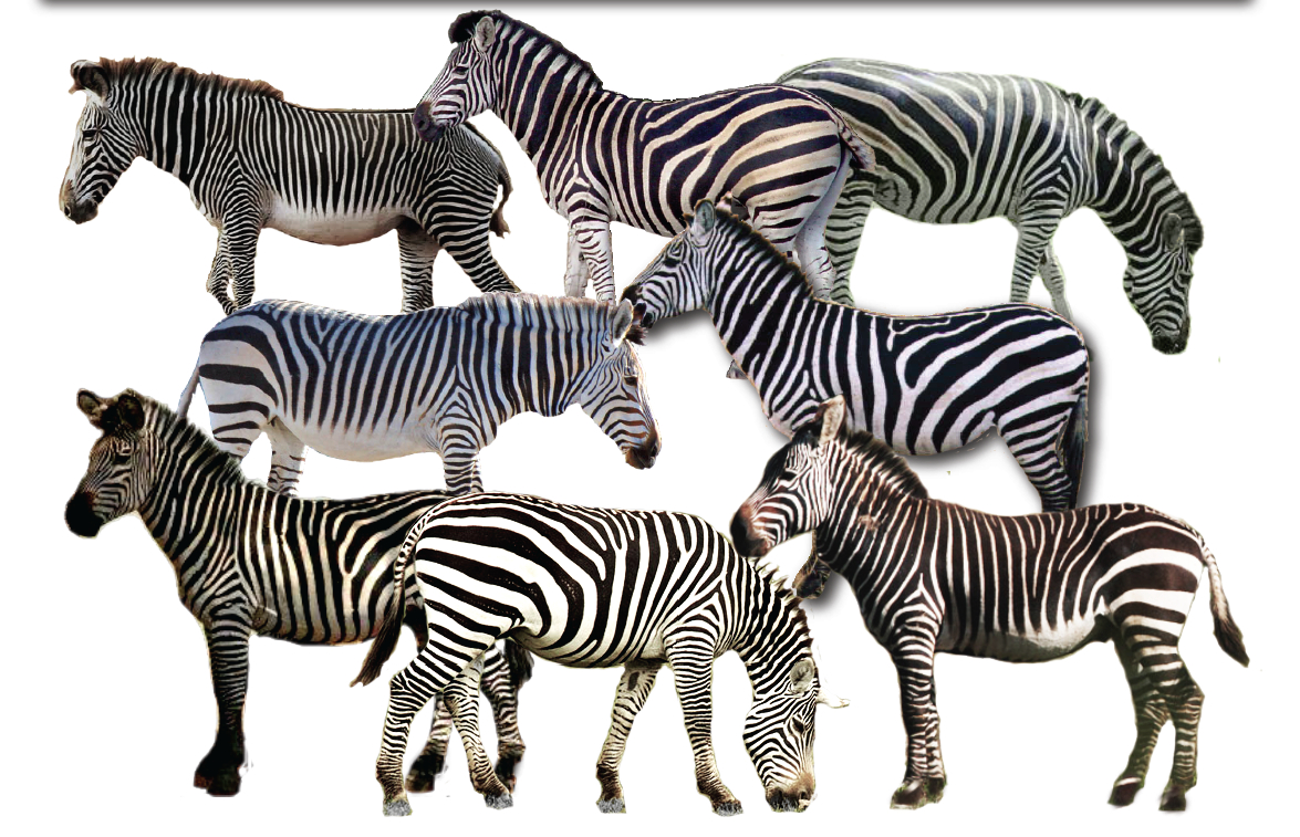 I Spy Animals Eight little zebras....a test