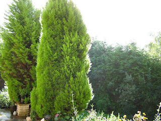 Scottish Artist And His Garden Low Maintenance Friendly Hedges