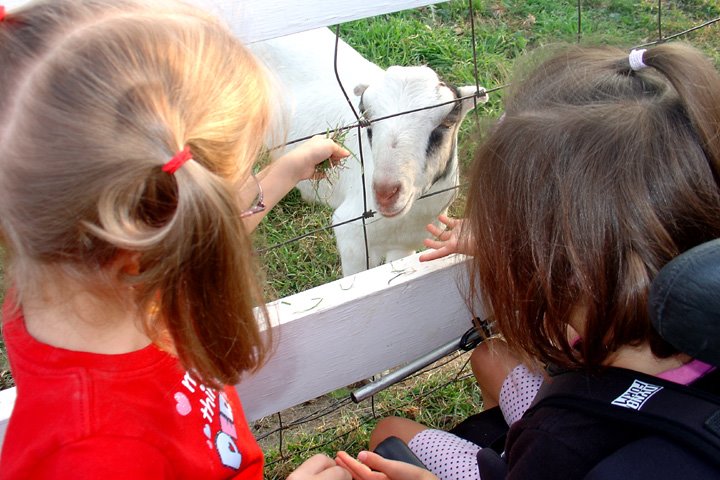 [2008.09.28FeedingGoats1.jpg]