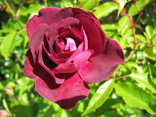 roses in my garden