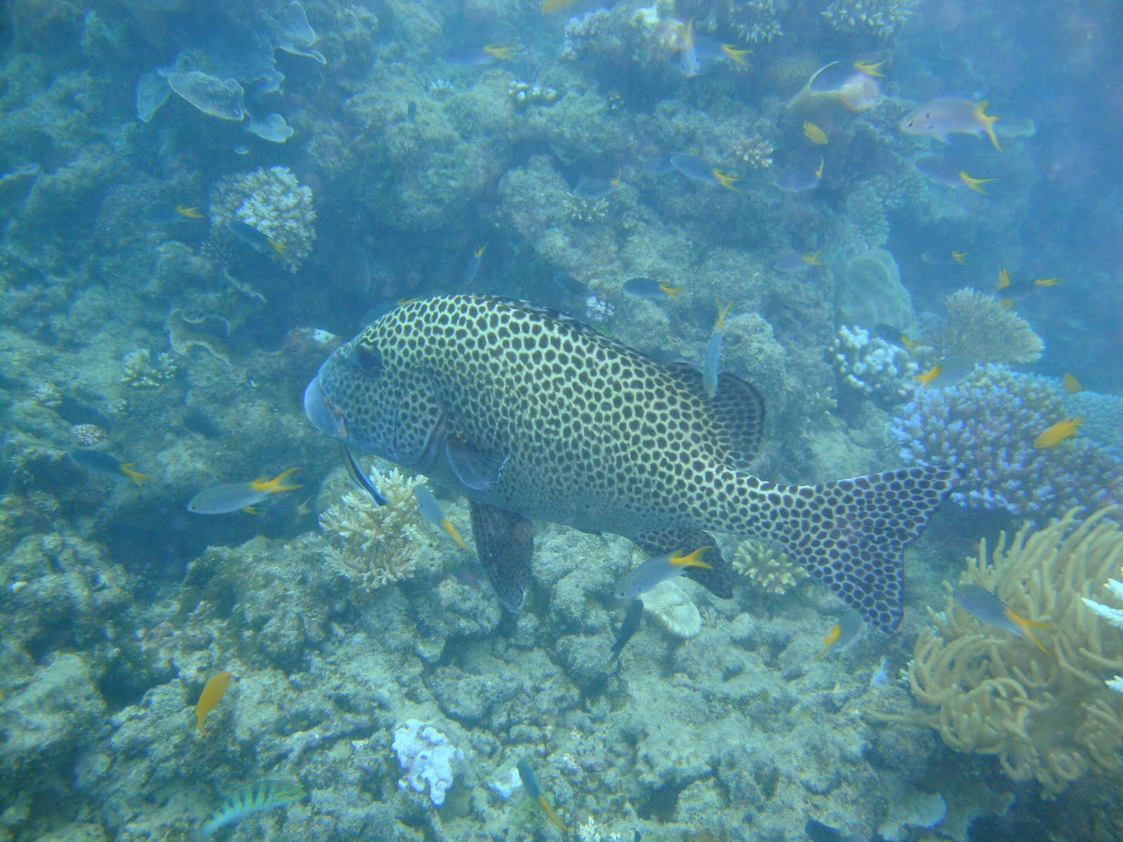 Pacific Islands Adventure 2010