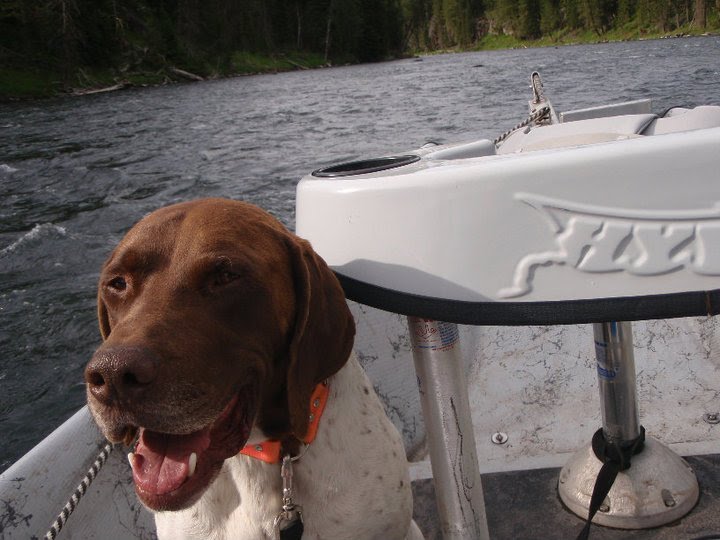 MECCA FLY FISHING Good Fishing Dogs