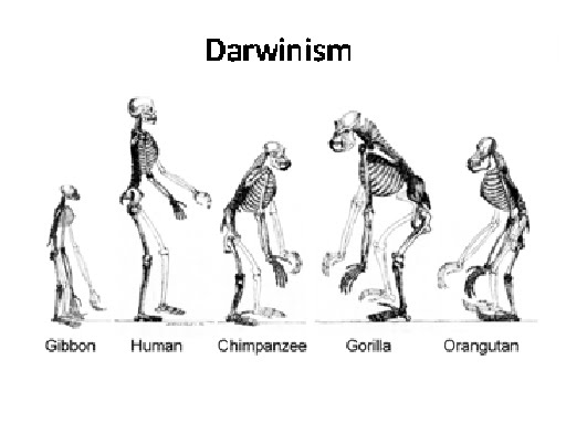 ms-albu-s-blog-social-darwinism