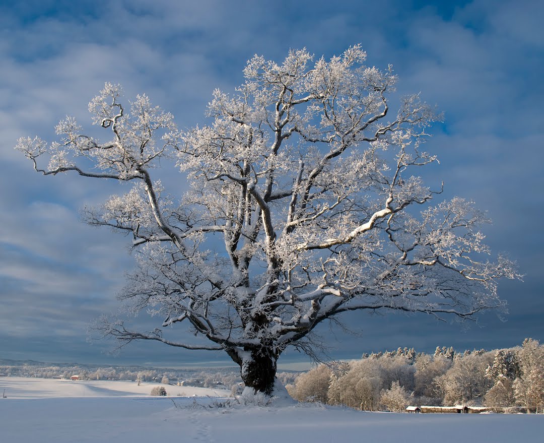 [TREES+OF+FROST+&+SNOW-15X12.jpg]