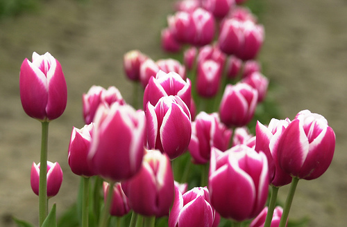 Azhar Azzurri Tahukah Anda Bunga  Tulip  Warisan 