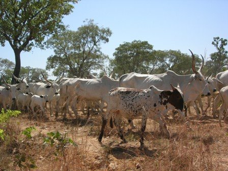 [Web+-+Fulani+cattle+01.jpg]