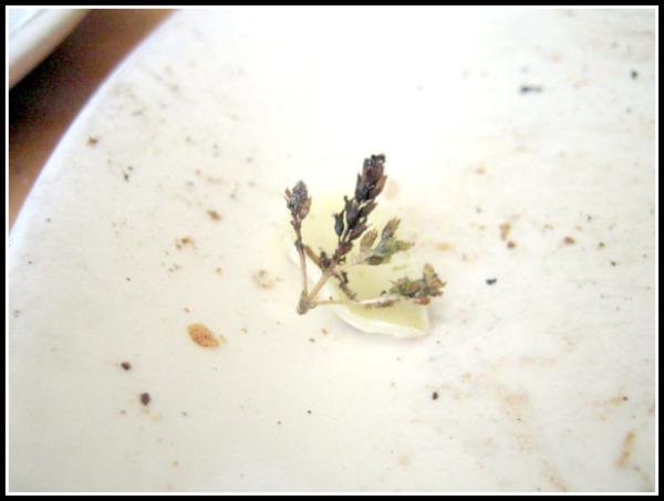 [Frannys+oregano+pizza.jpg]