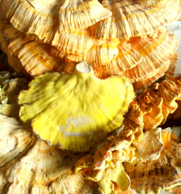 mushrooms at NAMNY