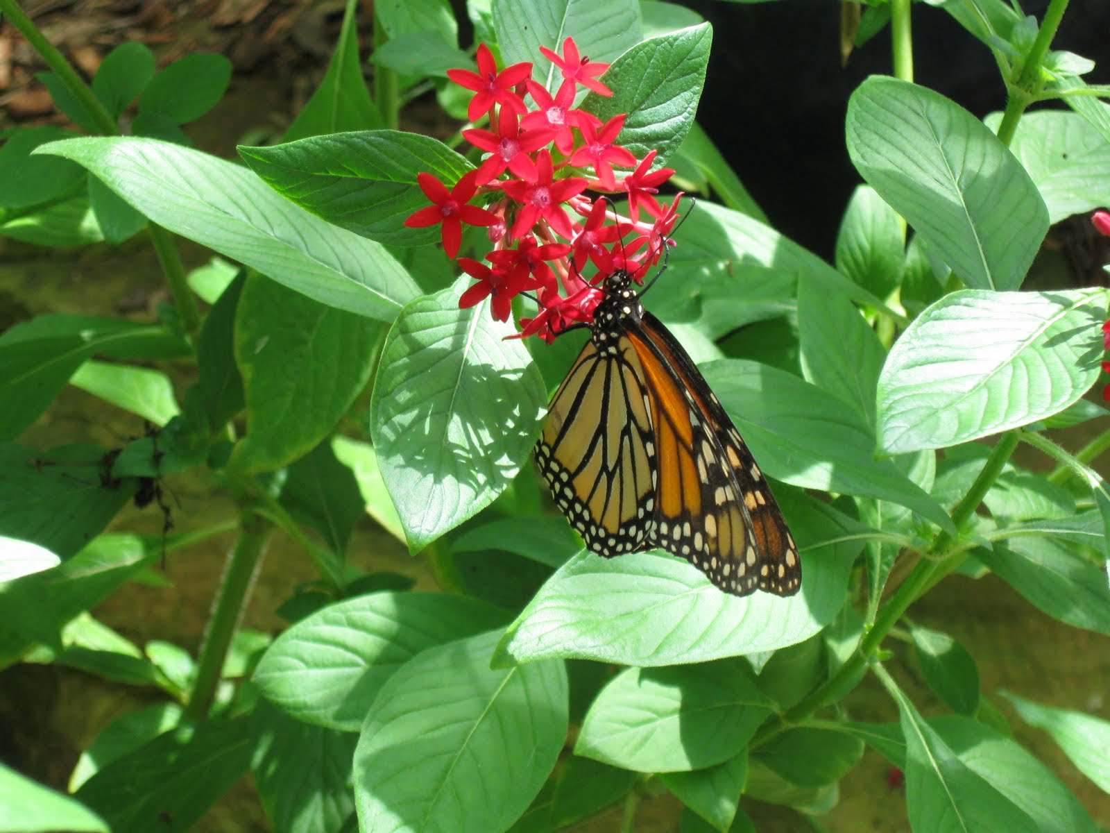 Eclectic Travels The Butterfly Estates