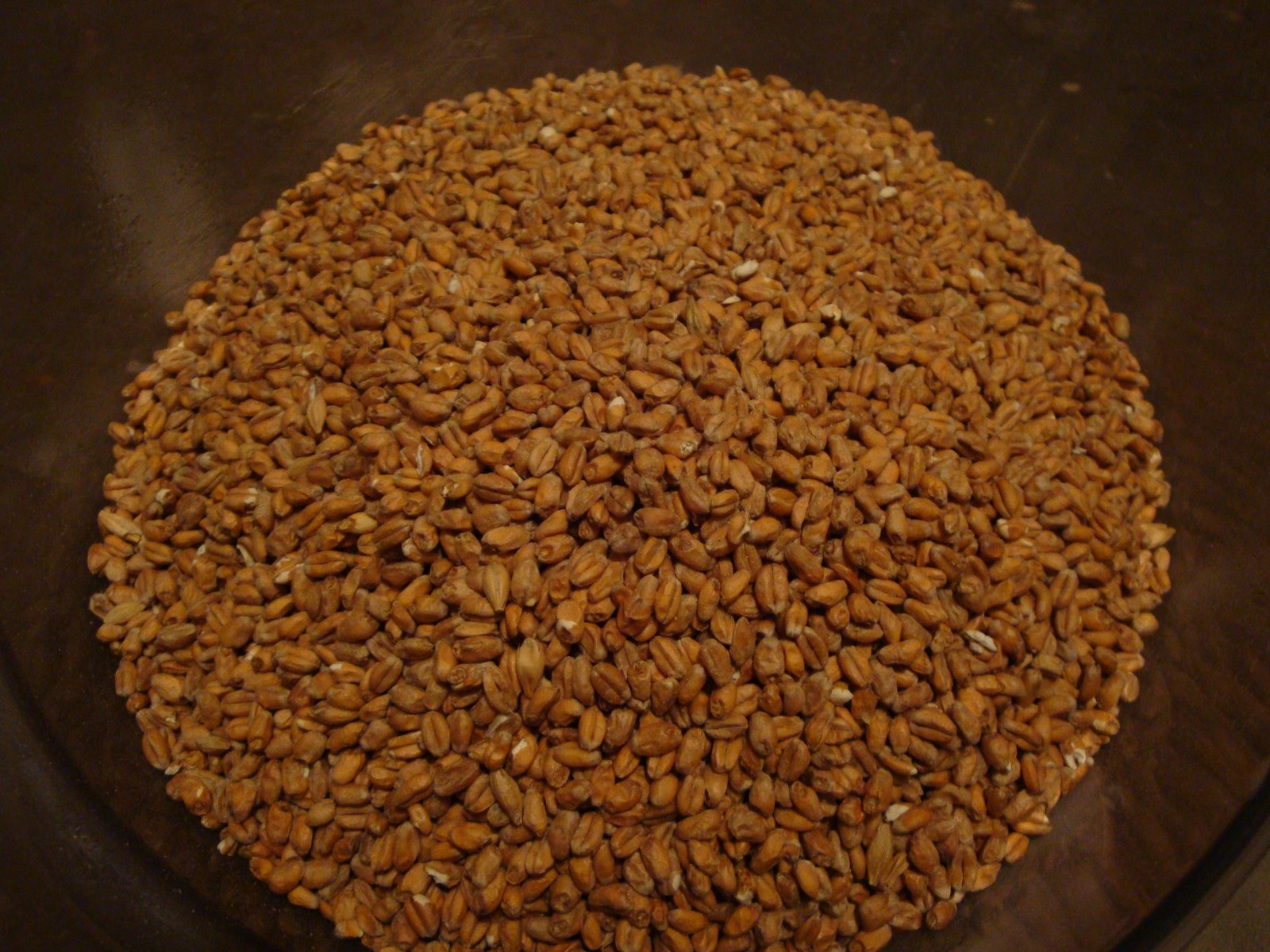 [Malted+Wheat.JPG]