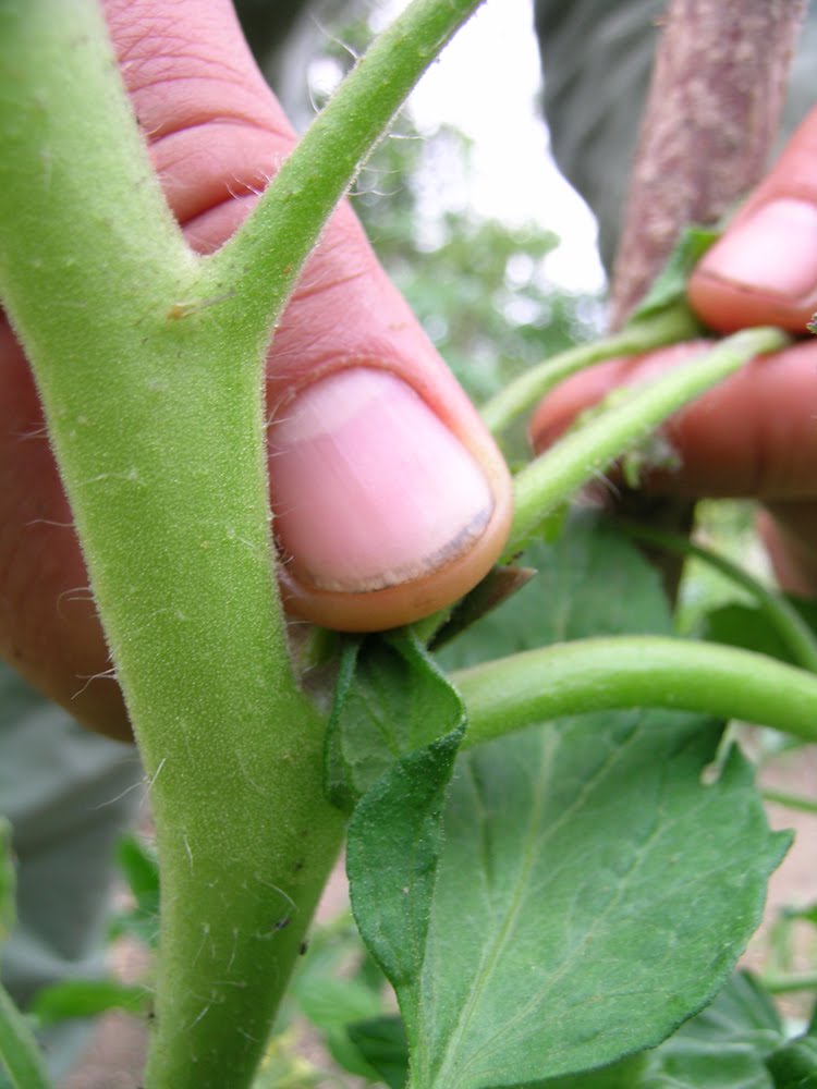 LA FERME DANS LES BOIS tire jus