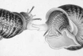 gypsygirlgrounded: Snail Sex