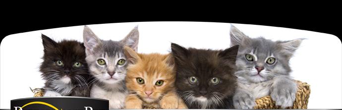 aLL BoUT cATz