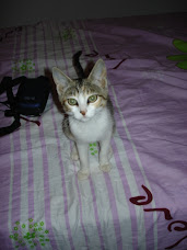 Our new kitty Penga