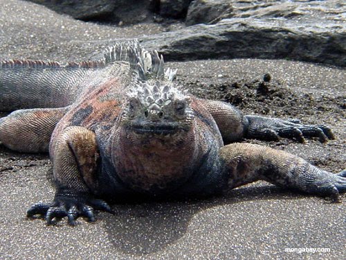 Moja Iguana Gatunki legwanów