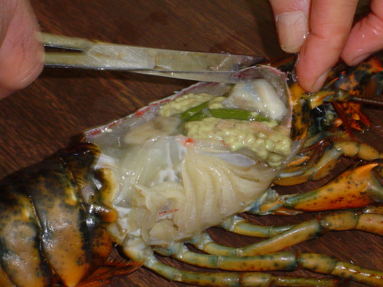 The Adventures of the Ashley Bryan School! Lobsters!