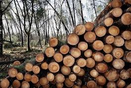 Η Ευρώπη θα κλείσει τα σύνορά της   για την παράνομη ξυλεία