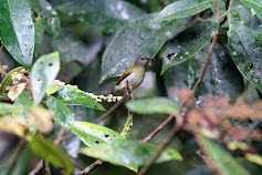 Temminks Sunbird female