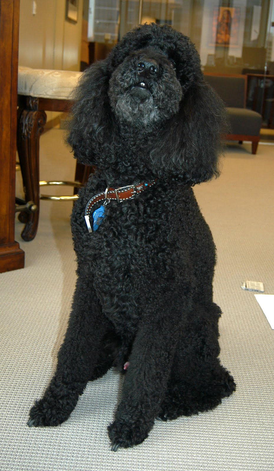 Dog Sculpture life size Bronze Poodle Sculpture Possible standing