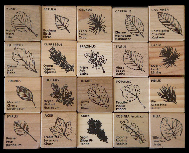 Tree Identification Guide