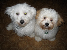 Our Crazy Dogs:  Sheffield and Cobi