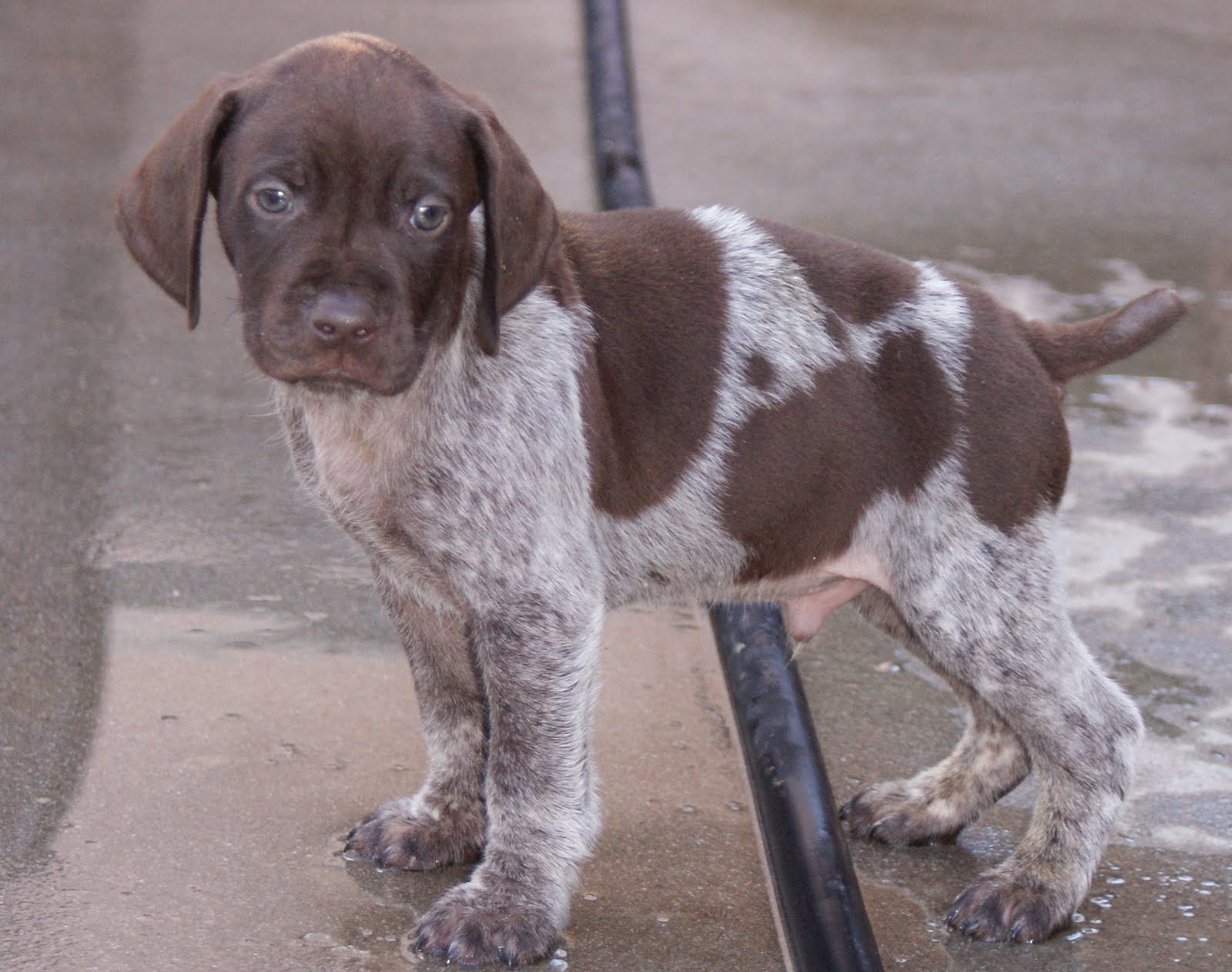 GSP Puppies Puppy 9 MALE