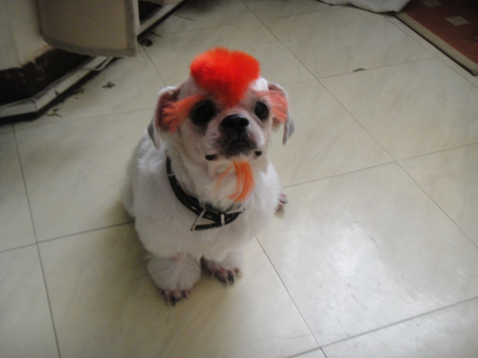Double Dose of Happiness: Posh Nails for…DOGS???