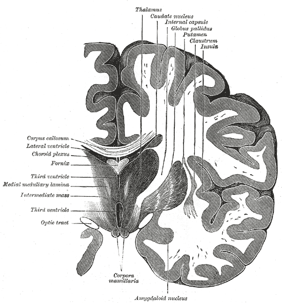 ociologico amigdala cerebral la centinela del cuerpo ociologico amigdala cerebral la centinela del cuerpo