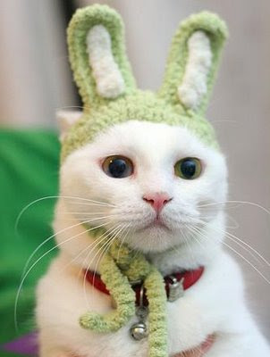 Funny  Photos on Funny Cat Custome Part 2