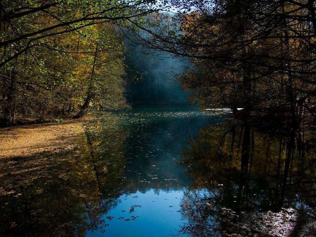 Ewallpics: 30 Amazing Forest Wallpapers 1024x768