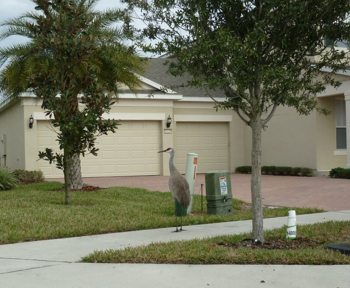 [b+bird.jpg]
