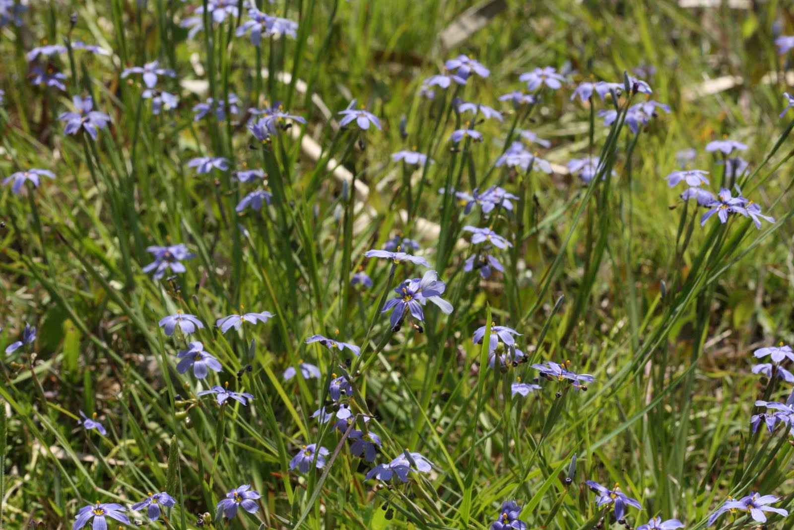 Native Florida Wildflowers Blueeyed Grass Sisyrinchium angustifolium