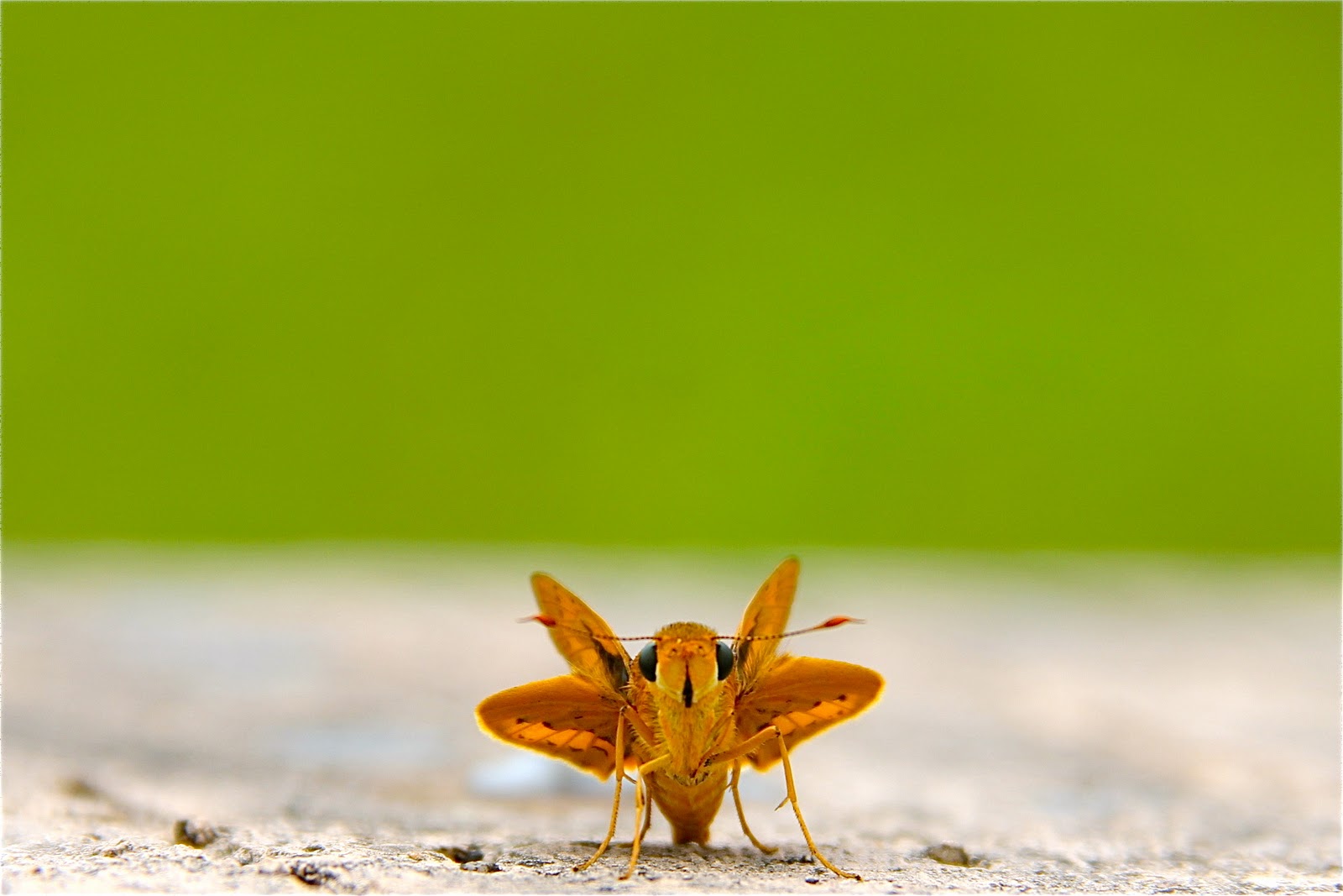 Canon EOS 60D: Pictures taken with Canon EOS 60D