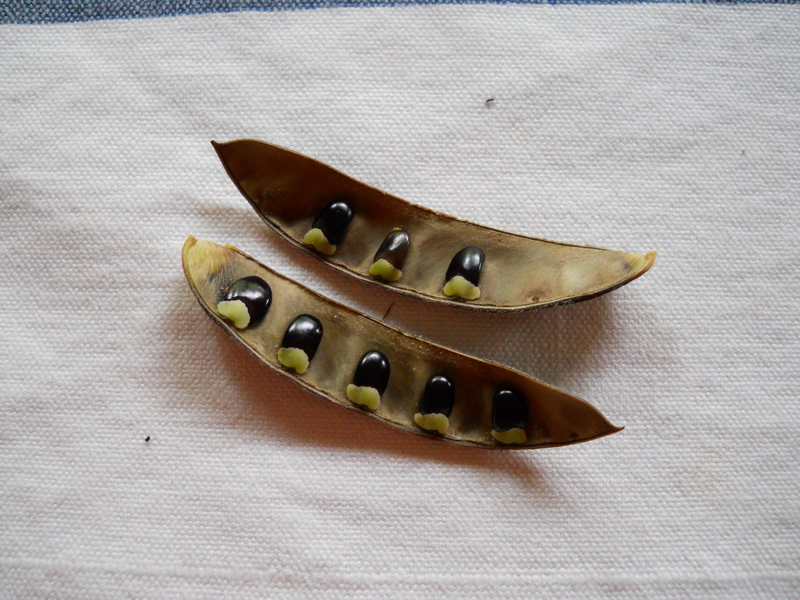 Land for veggies Muck and mystery