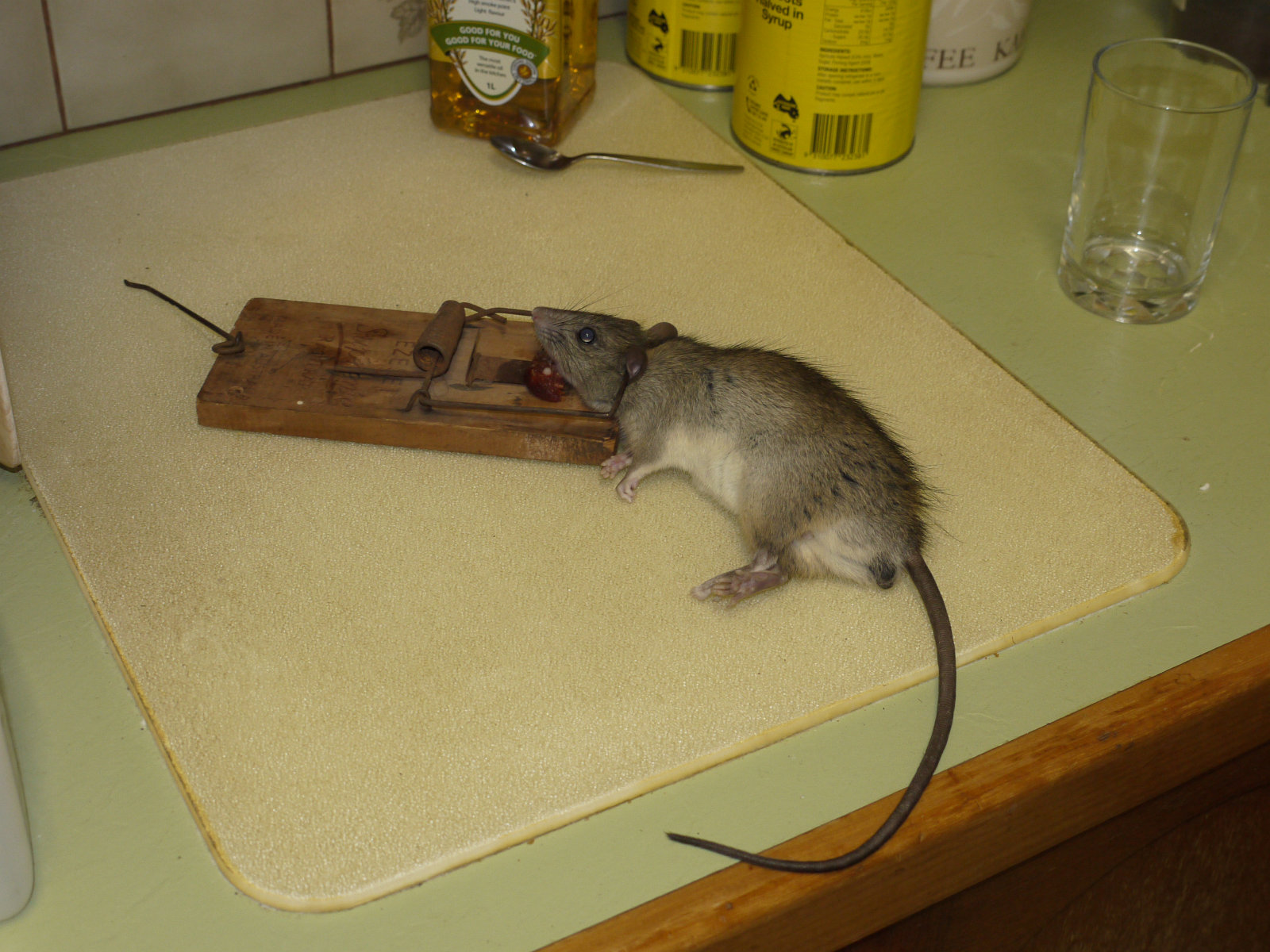 Что можно домашним мышам. Крысоловка rat Trap п-1. Мышь в мышеловке. Самодельная мышеловка.
