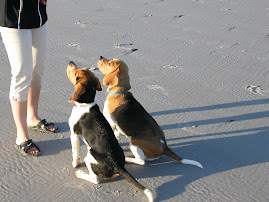 Beagles at the beach