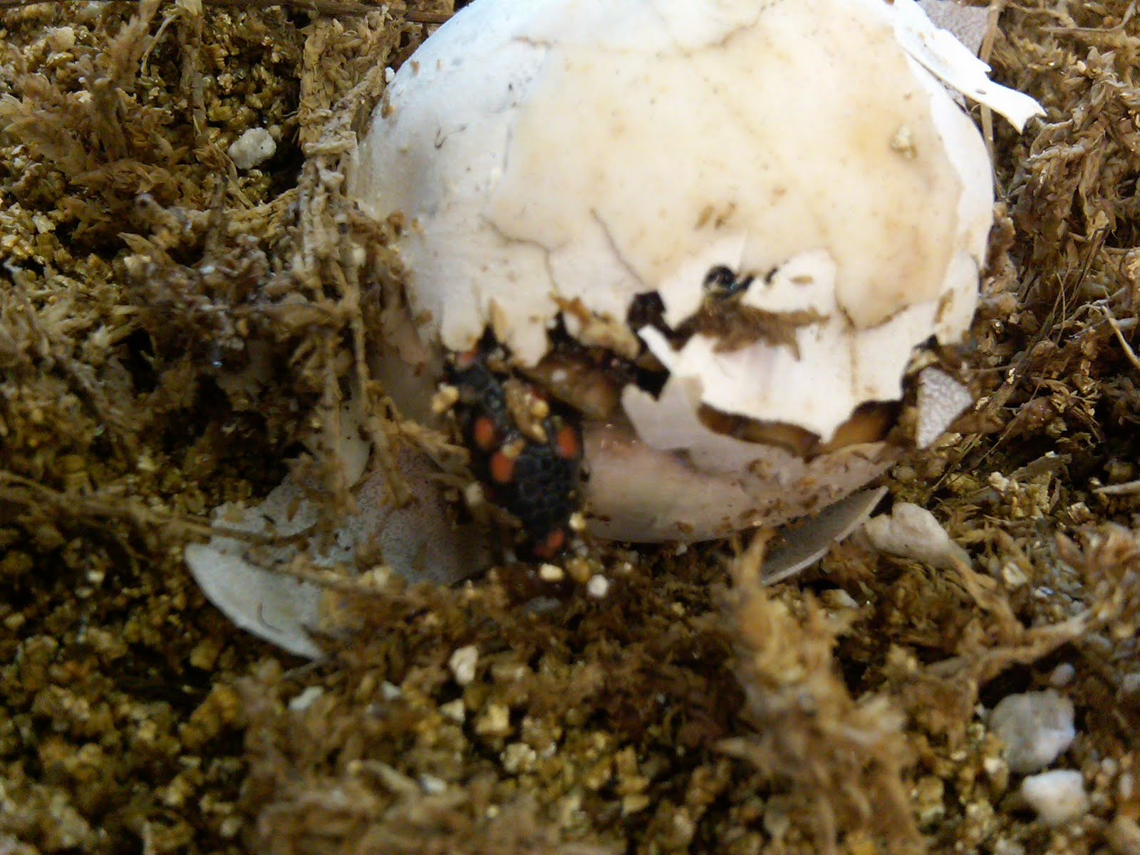 Yakni Achukma (The Good Land) Redfooted Tortoise