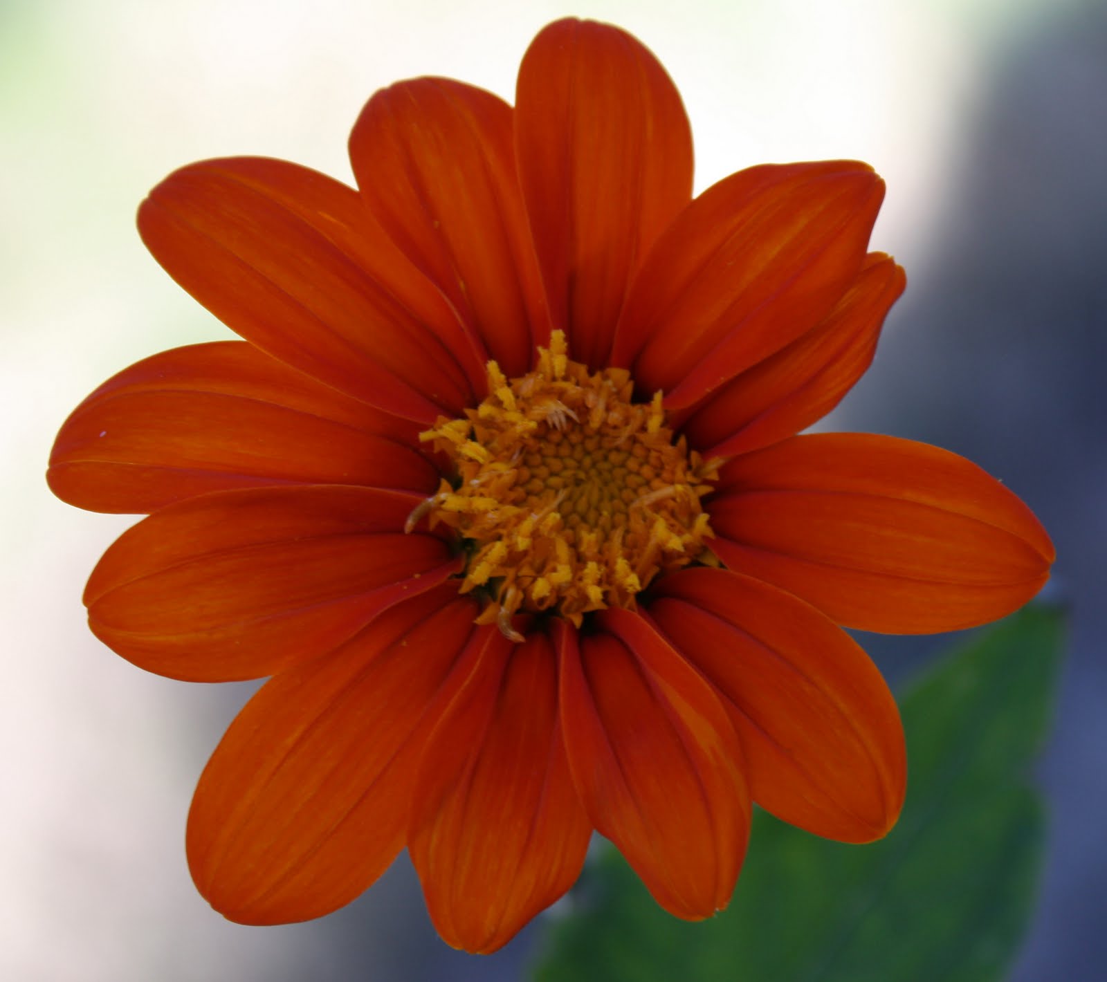 Living and Dyeing Under the Big Sky Mexican Sunflowers