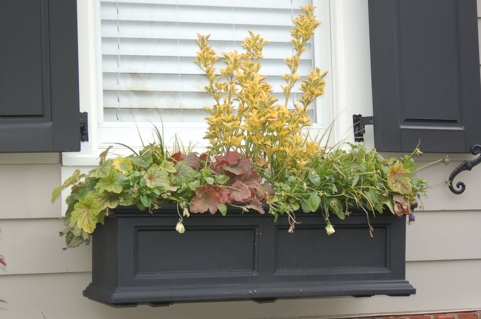 Day 85 - Bright Winter Windowboxes