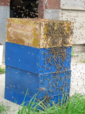 роение пчёл