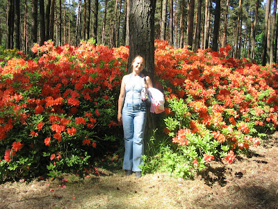 азалия рододендрон, выращивание рододендронов, рододедрон посадка, рододендрон цветок, уход