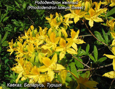 сорта рододендронов, листопадныые рододендроны, рододендрон японский, цветок, азалия фото