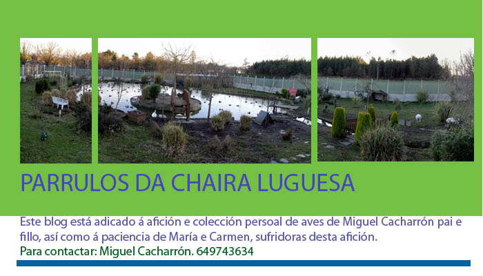 Parrulos na chaira luguesa