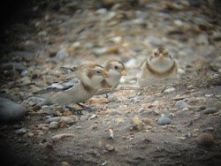 Snow Buntings (Cley)