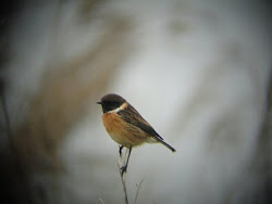 Stonechat (Buckenham Marshes)