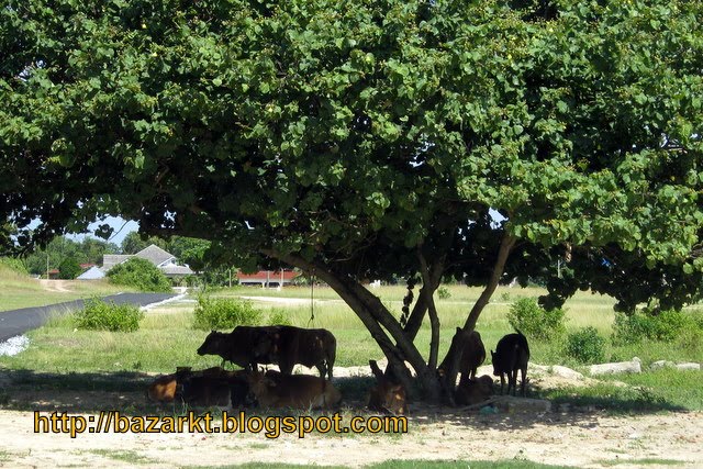 Jawapan Di Persimpangan  Harbolnas p