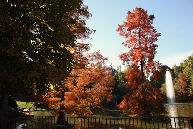 Madrid: Cipreses con hoja rojiza dentro del lago