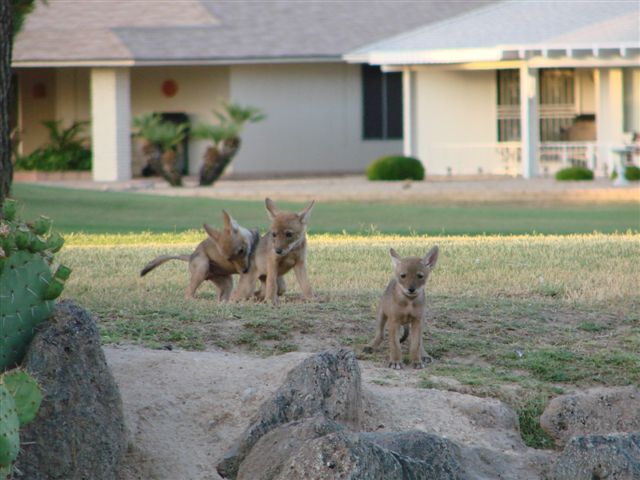 [Coyote.5.jpg]